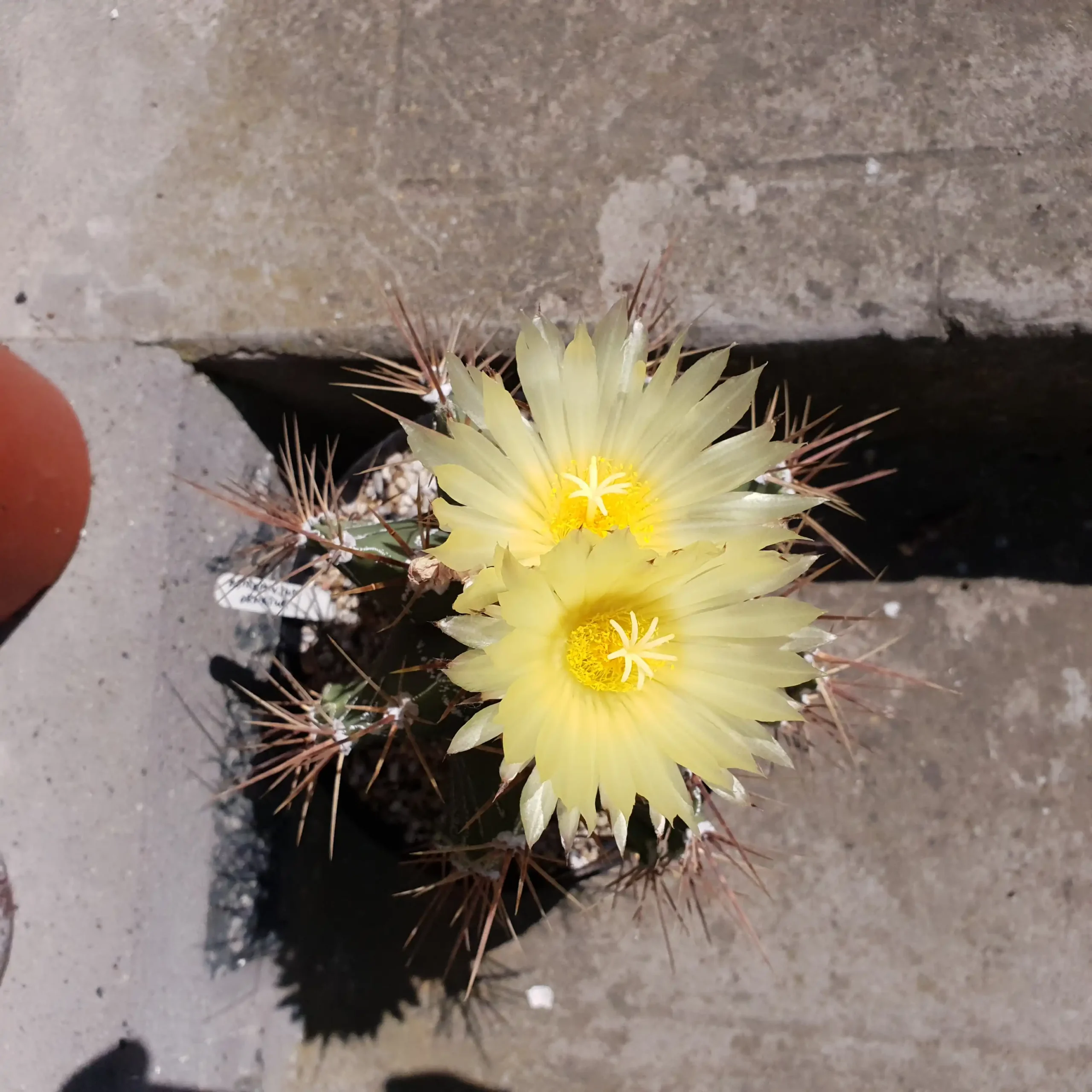 Kaktusz közeli felvétel