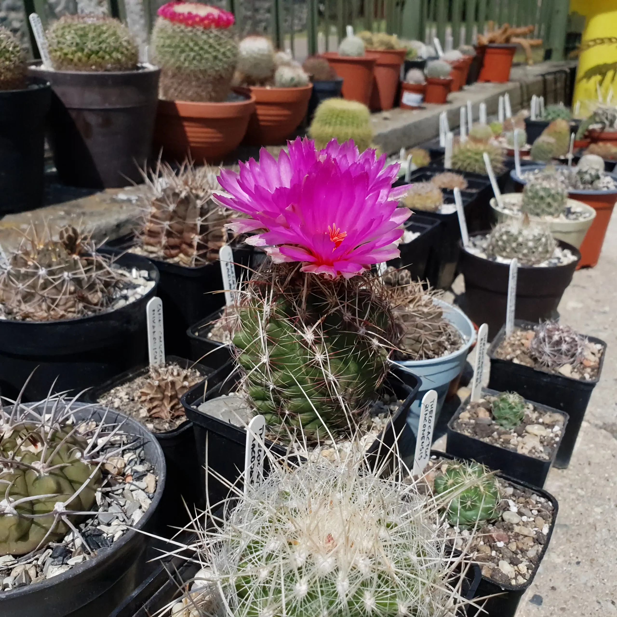 Kaktusz közeli felvétel