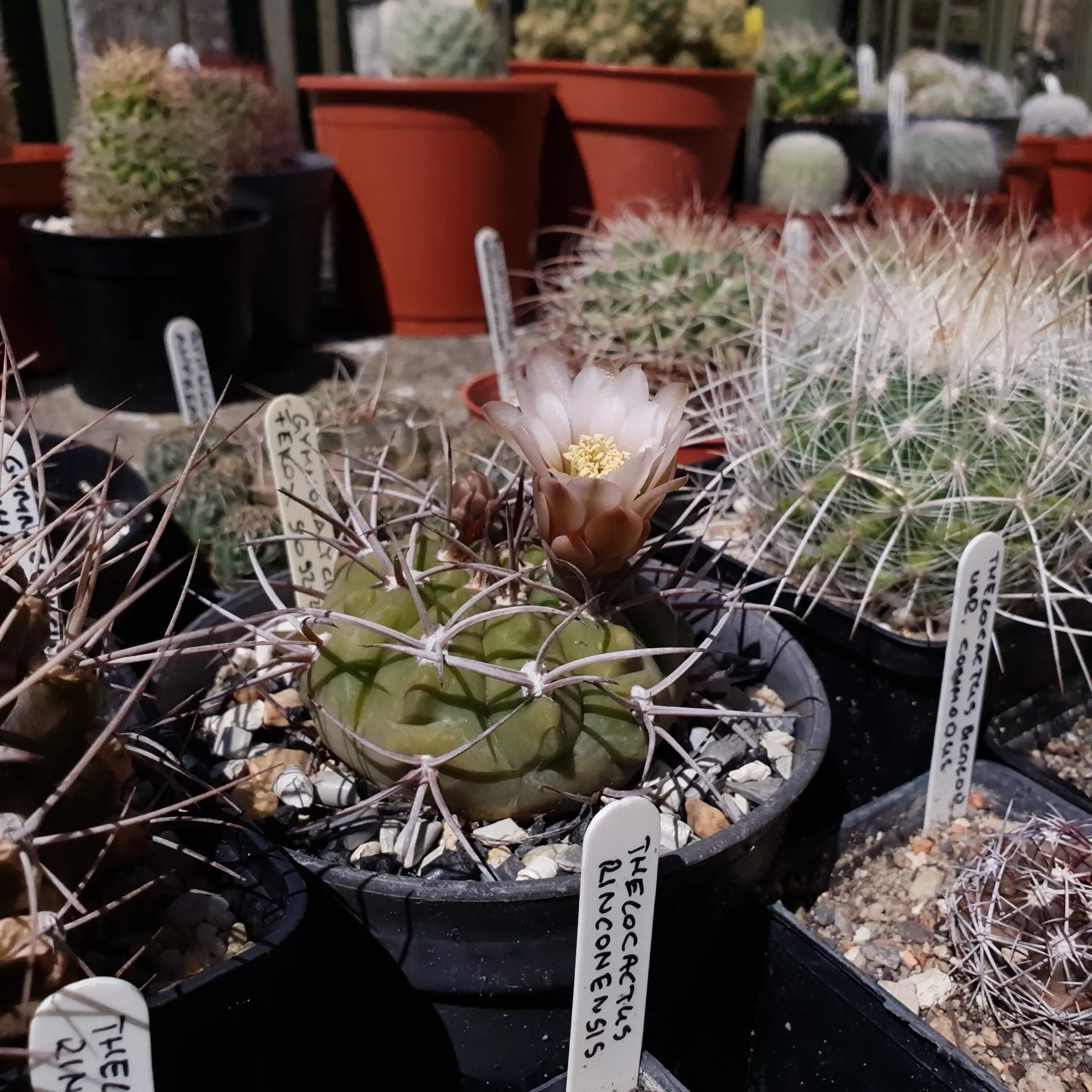 Kaktusz közeli felvétel