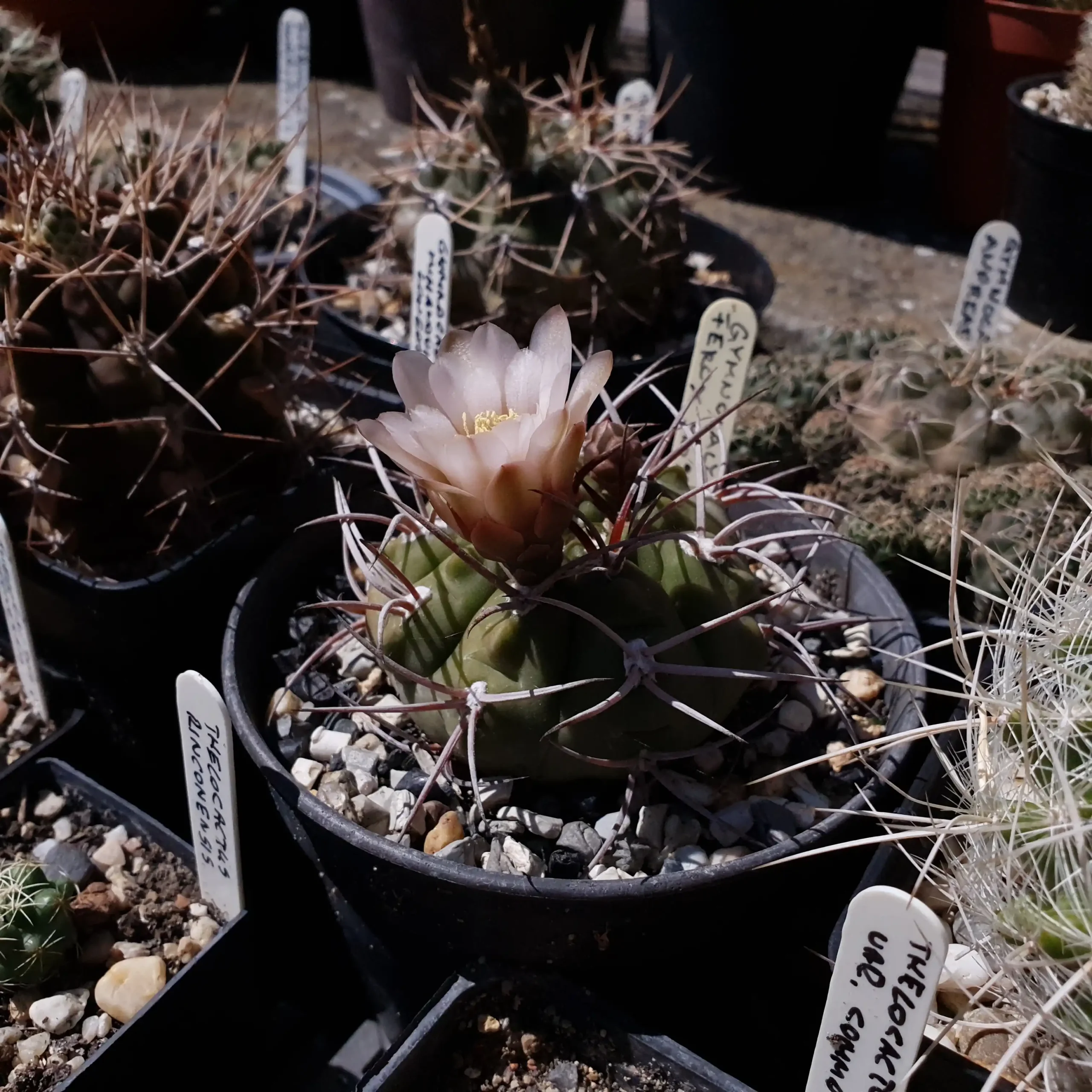 Kaktusz közeli felvétel