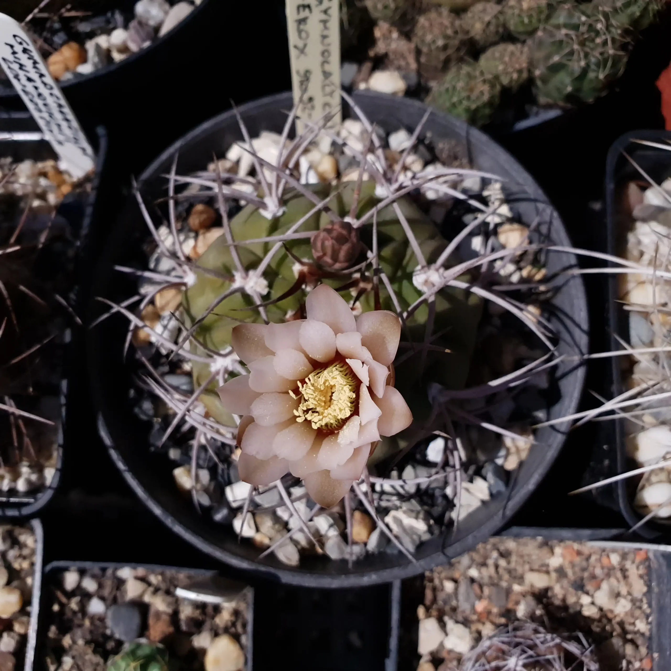 Kaktusz közeli felvétel