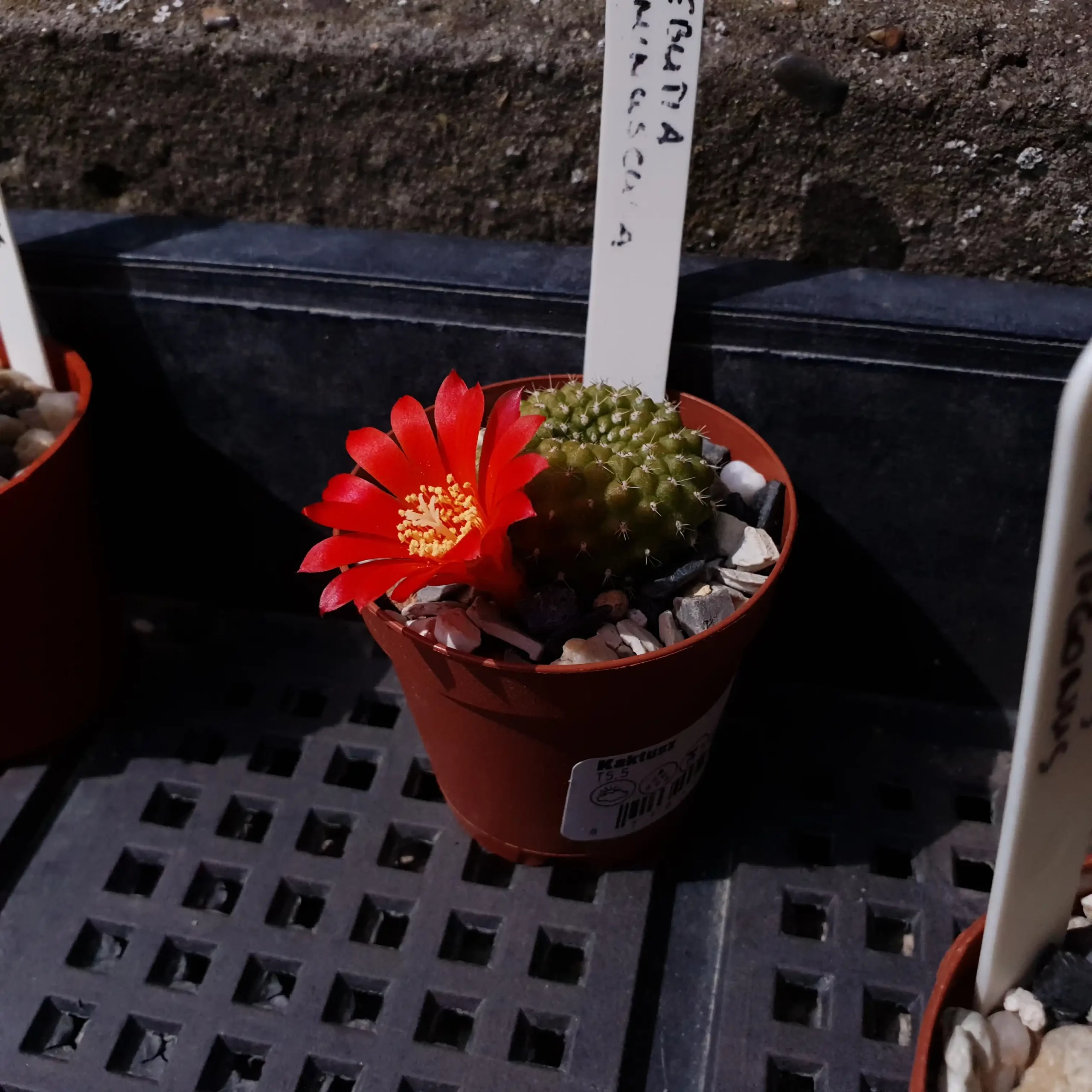 Kaktusz közeli felvétel