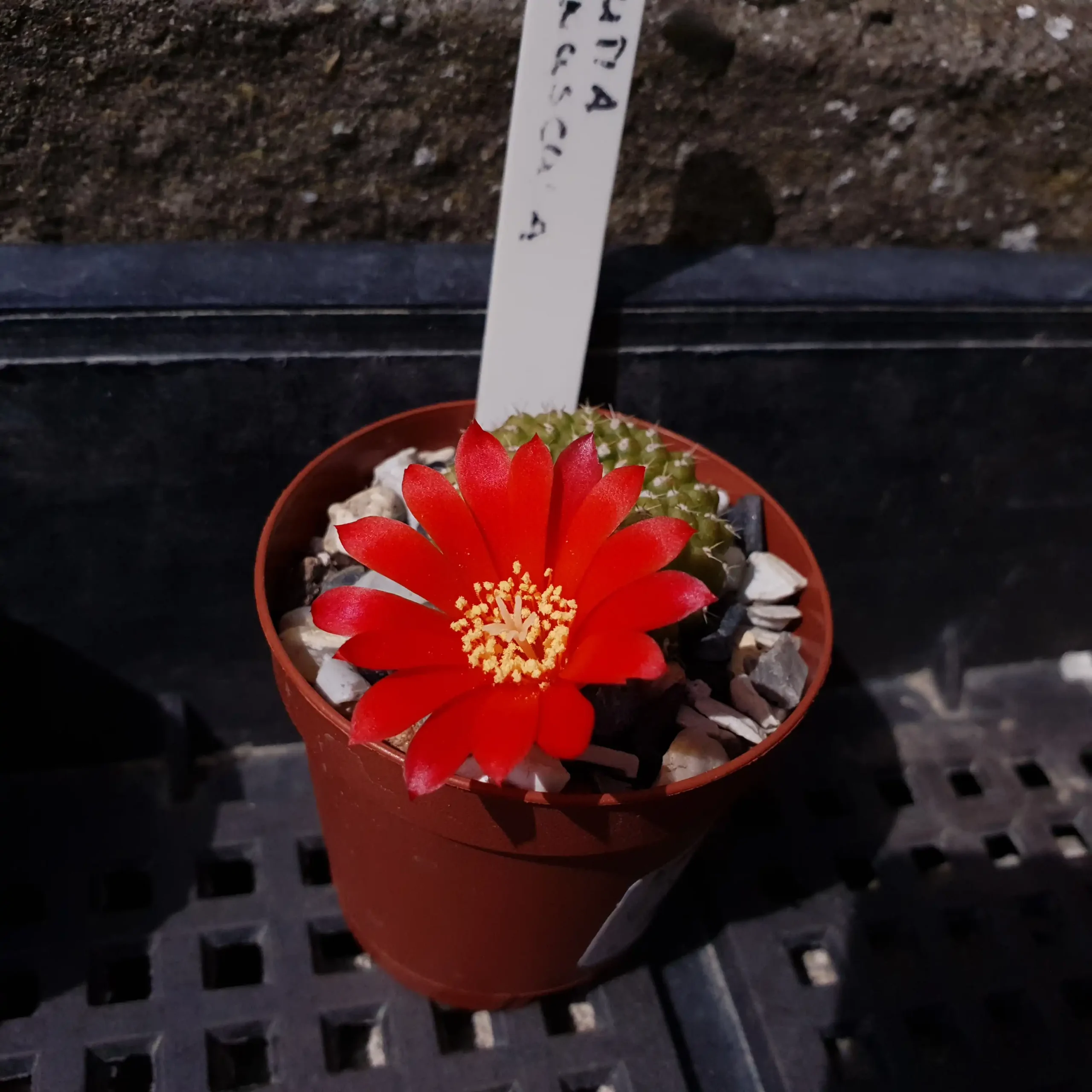 Kaktusz közeli felvétel