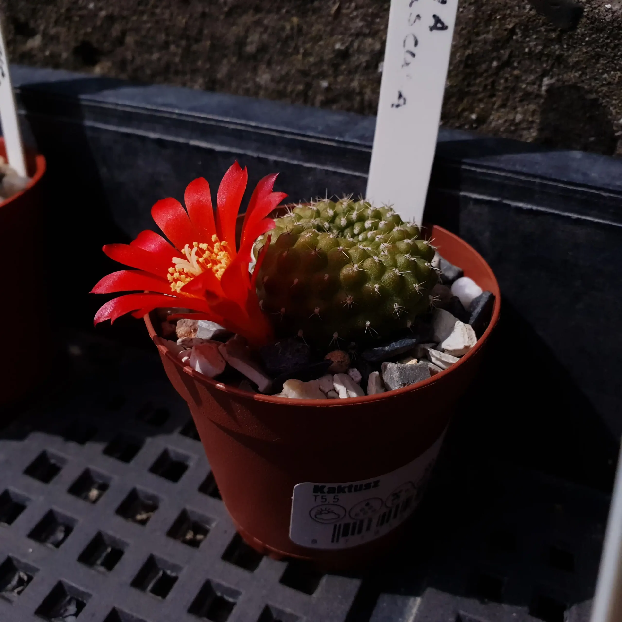 Kaktusz közeli felvétel