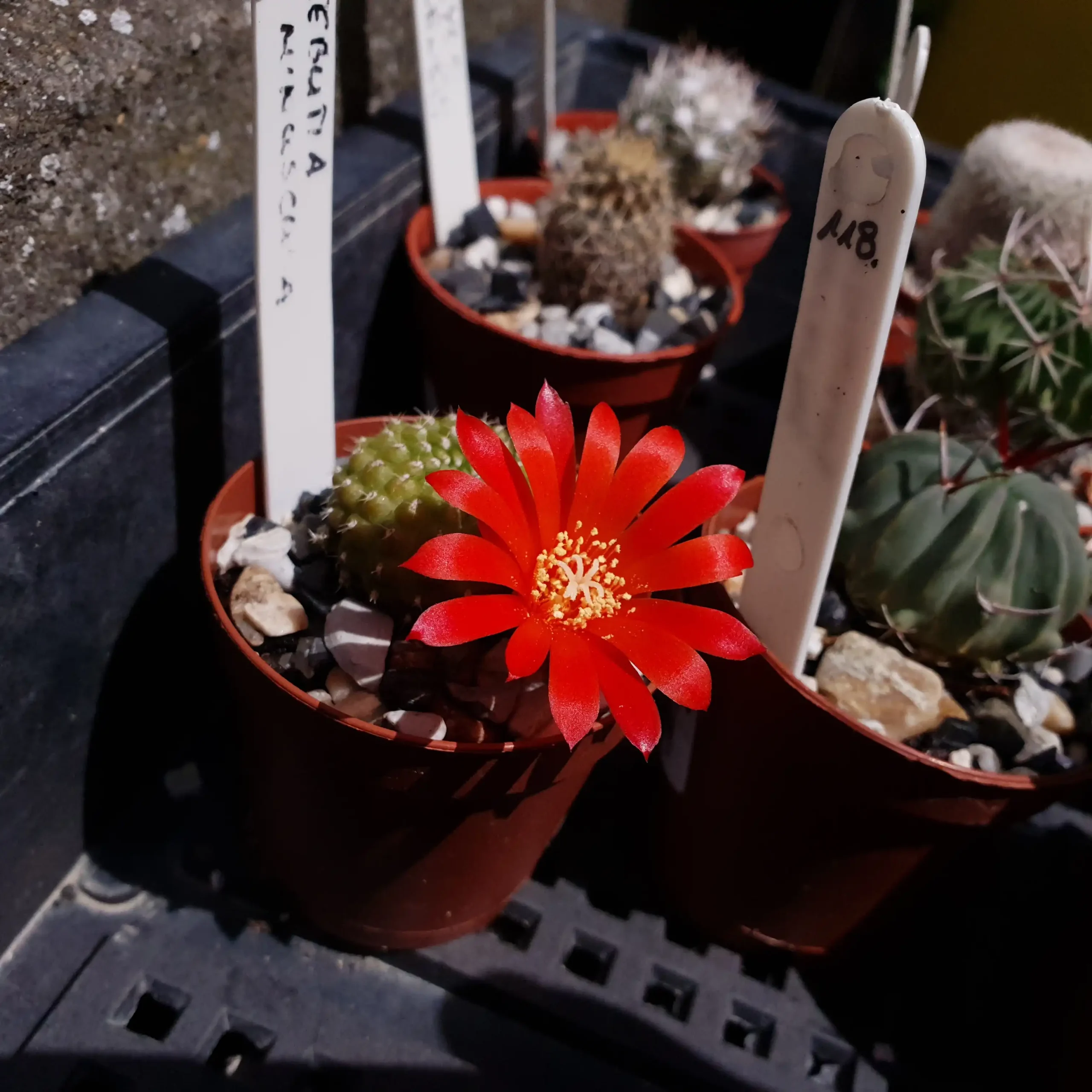 Kaktusz közeli felvétel