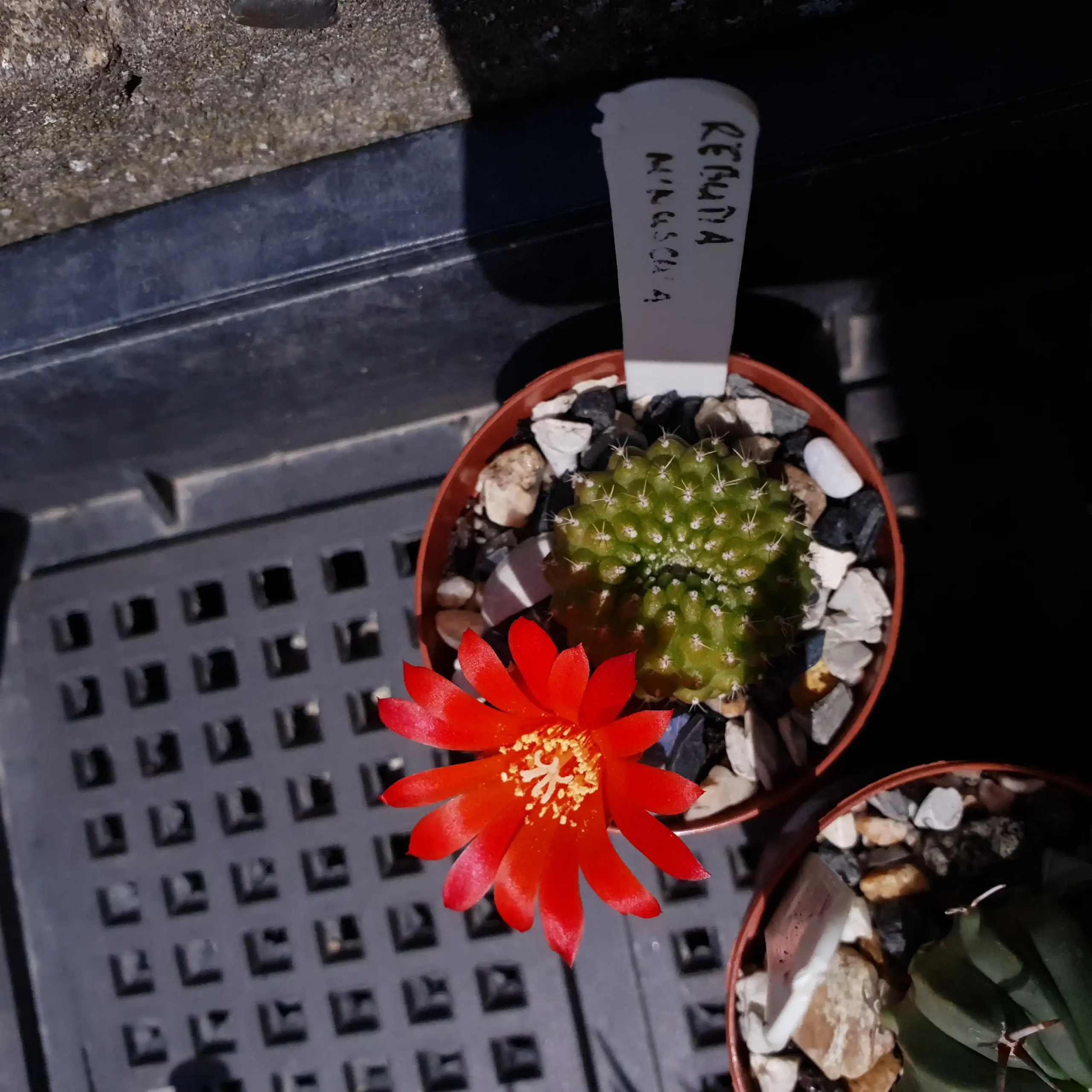 Kaktusz közeli felvétel