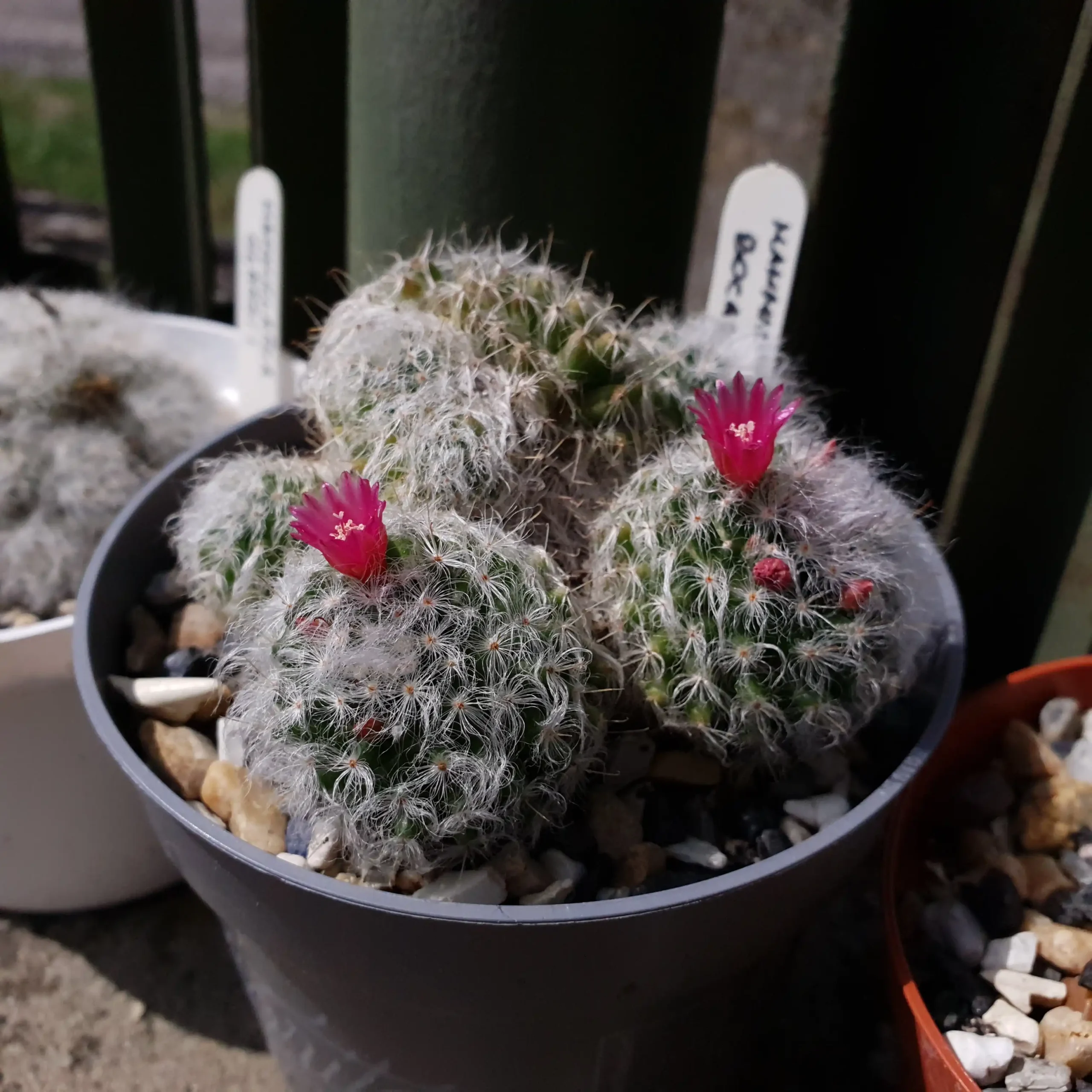 Kaktusz közeli felvétel