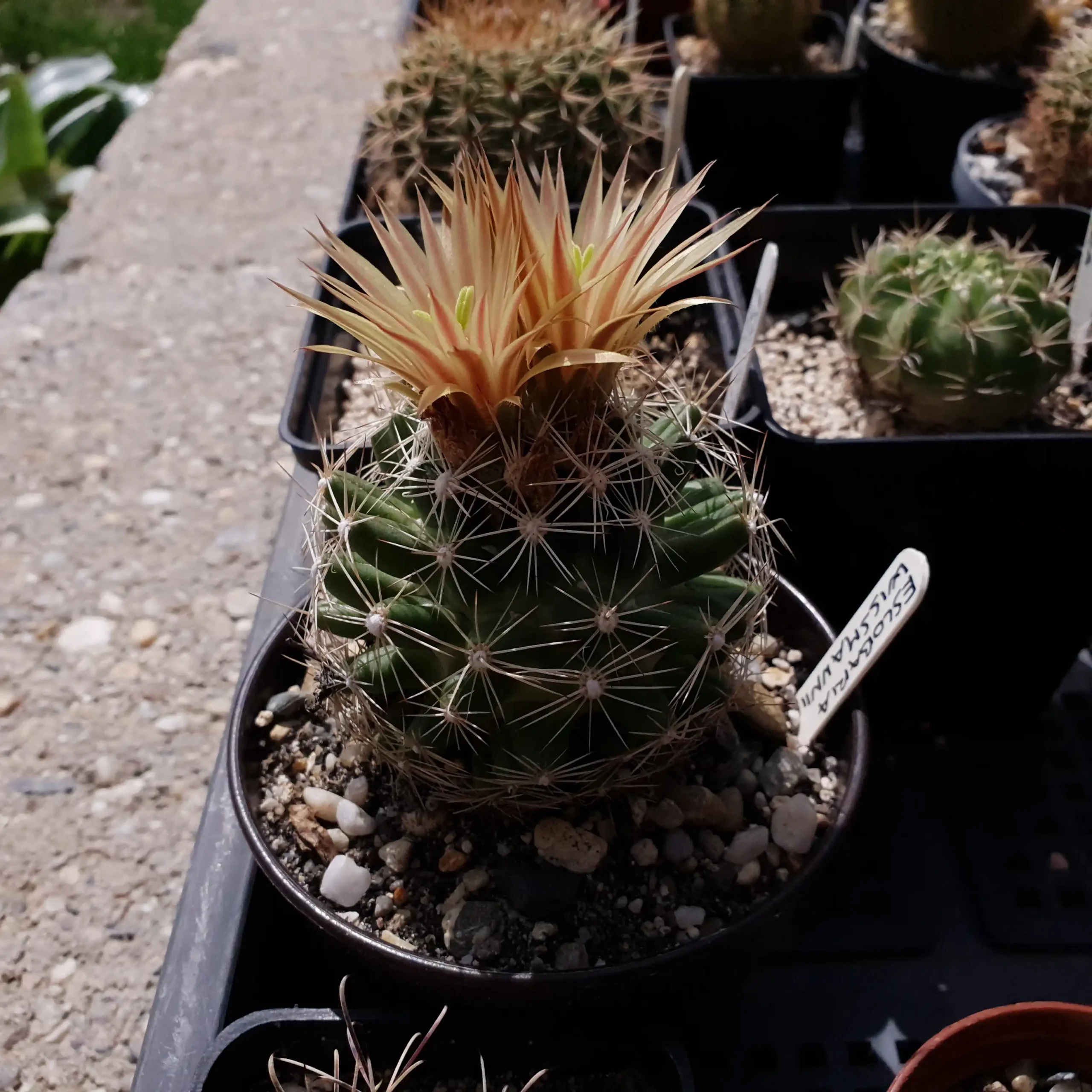 Kaktusz közeli felvétel