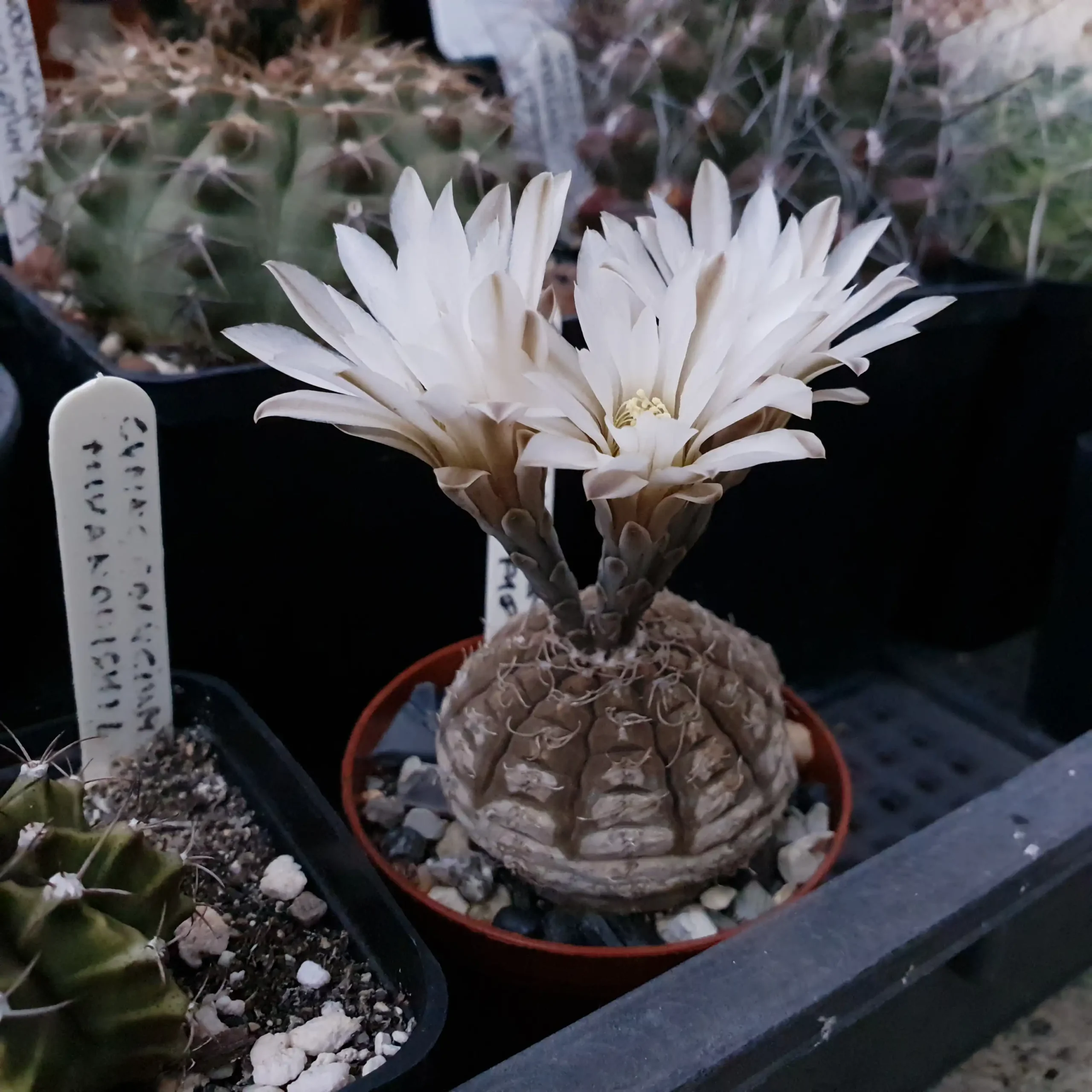 Kaktusz közeli felvétel