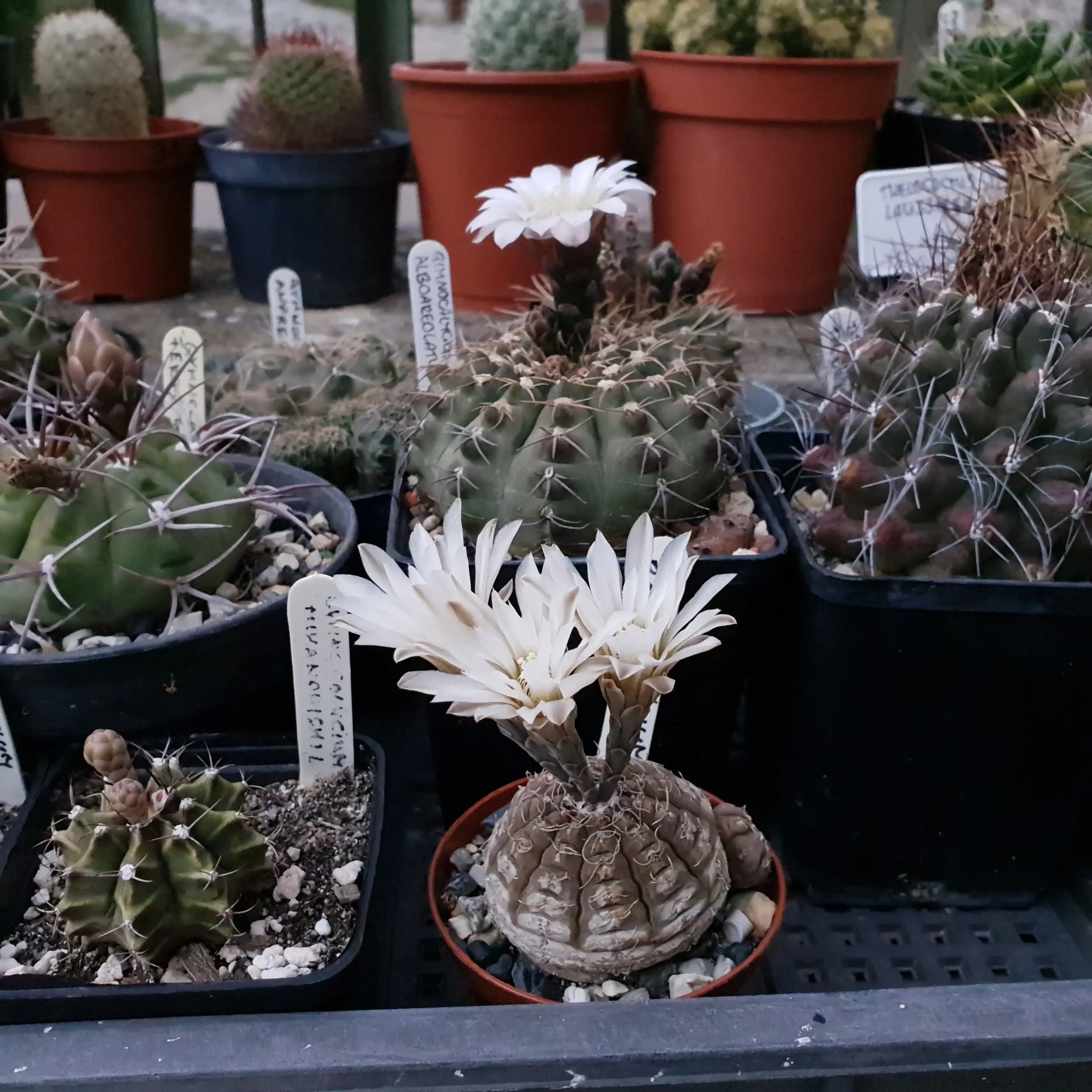 Kaktusz közeli felvétel