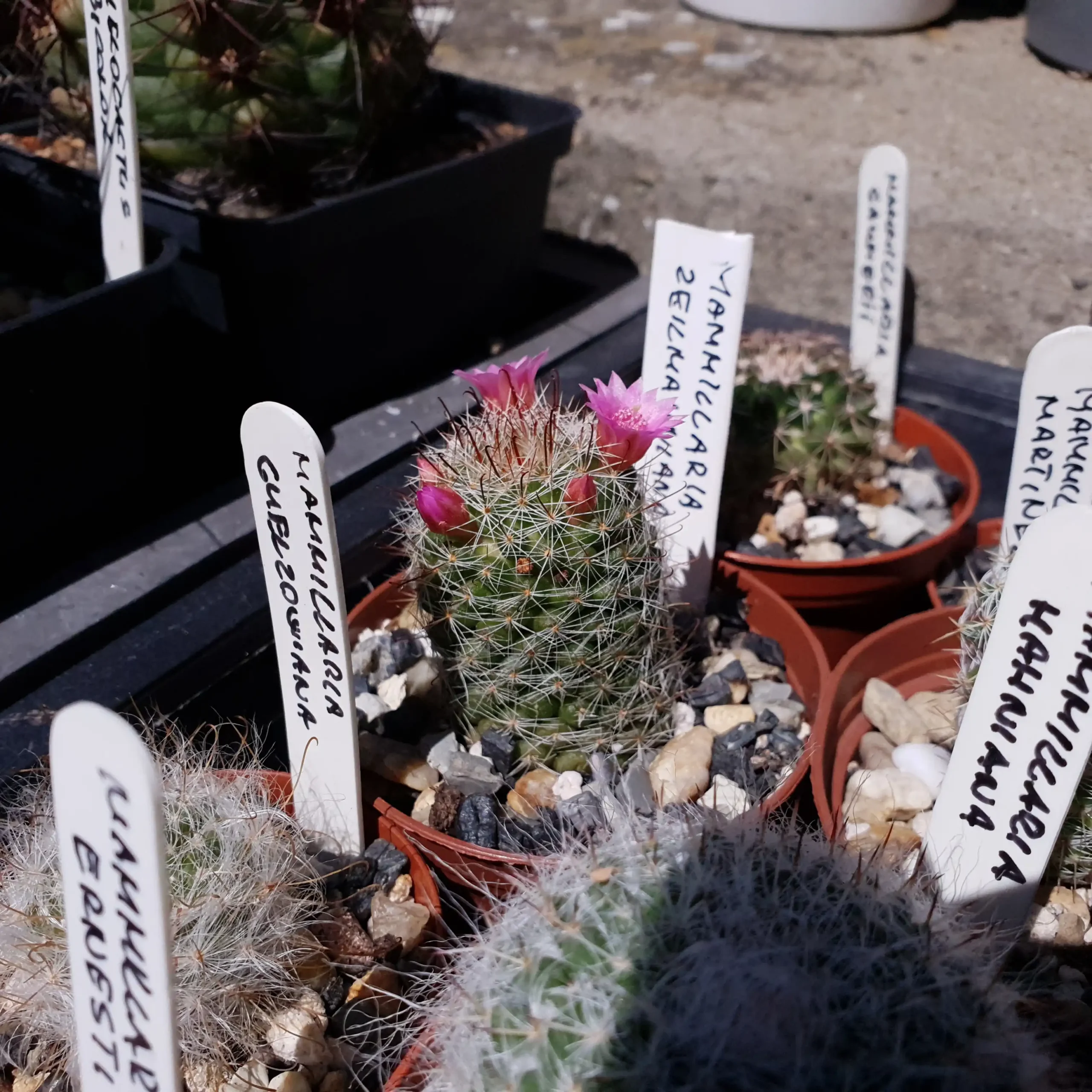 Kaktusz közeli felvétel