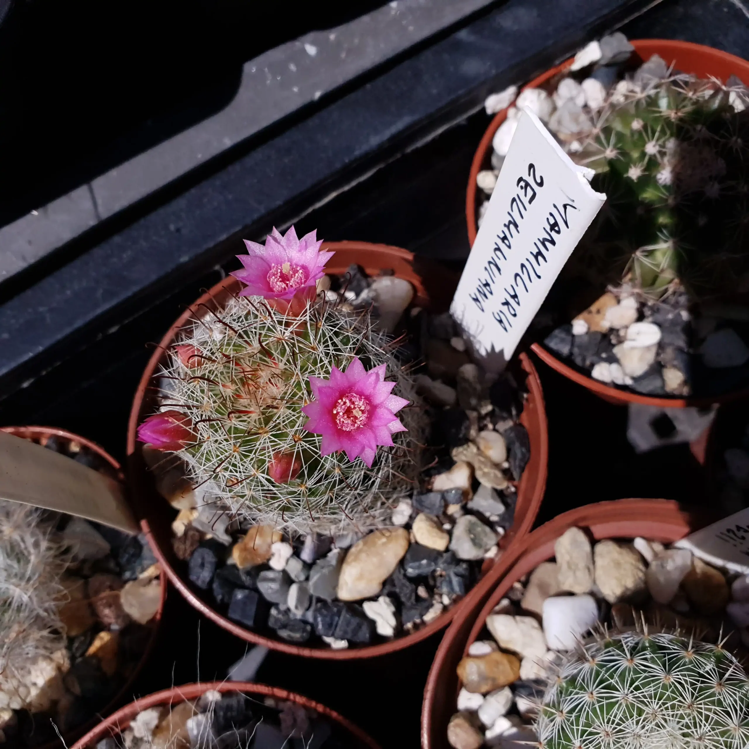 Kaktusz közeli felvétel