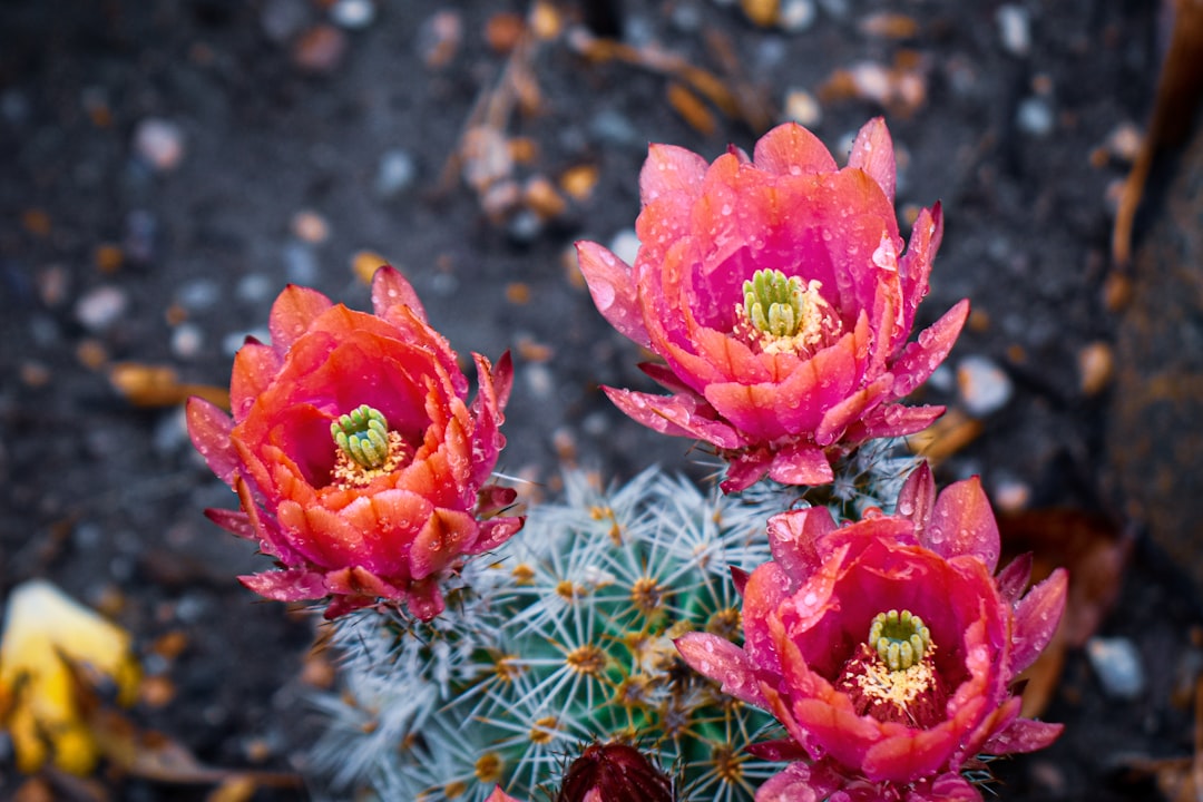View of Egerbocs Cactus Garden